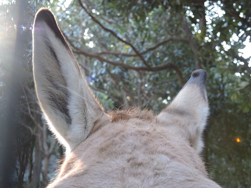 もう、このロバ。 ~エピソード3~の写真