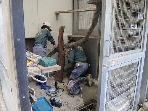 Tree Kanga room ~キノボリカンガルーの部屋①~の写真