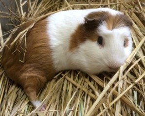 馬のほかにも…?の写真