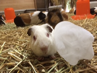 のんびりのんびり*の写真