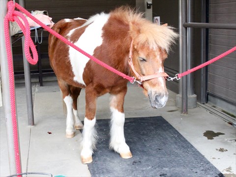 馬の歯医者さんの写真