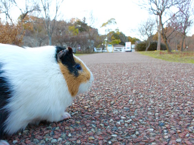 そうだ、ネズミに会いに行こう。の写真