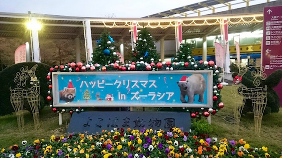 クリスマスといえば・・・の写真