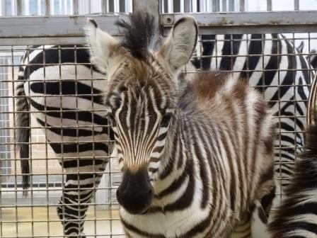 サバンナ 駆ける シマウマ!! その2の写真