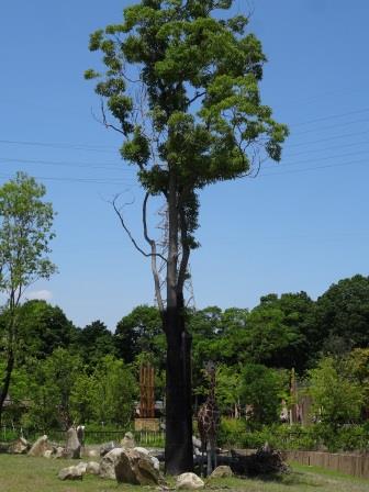 だって暑いんだもの。 草原エリア。の写真