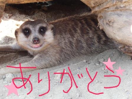 人気者になりたい!!の写真