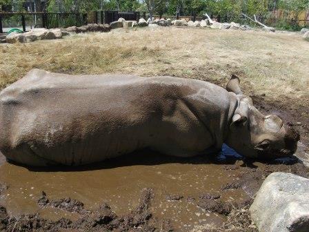 クロサイ サマーの写真