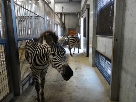 シマウマ親子展示開始の写真