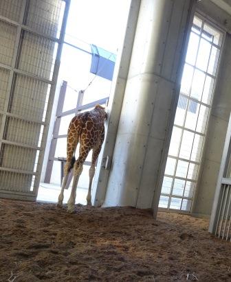 ハクナ1歳、はじめの一歩!!の写真