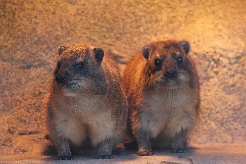 トロロとナクルの体重測定への道のりの写真