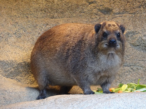 葉っぱが食べたいんです!!!~Hyrax ver.~の写真