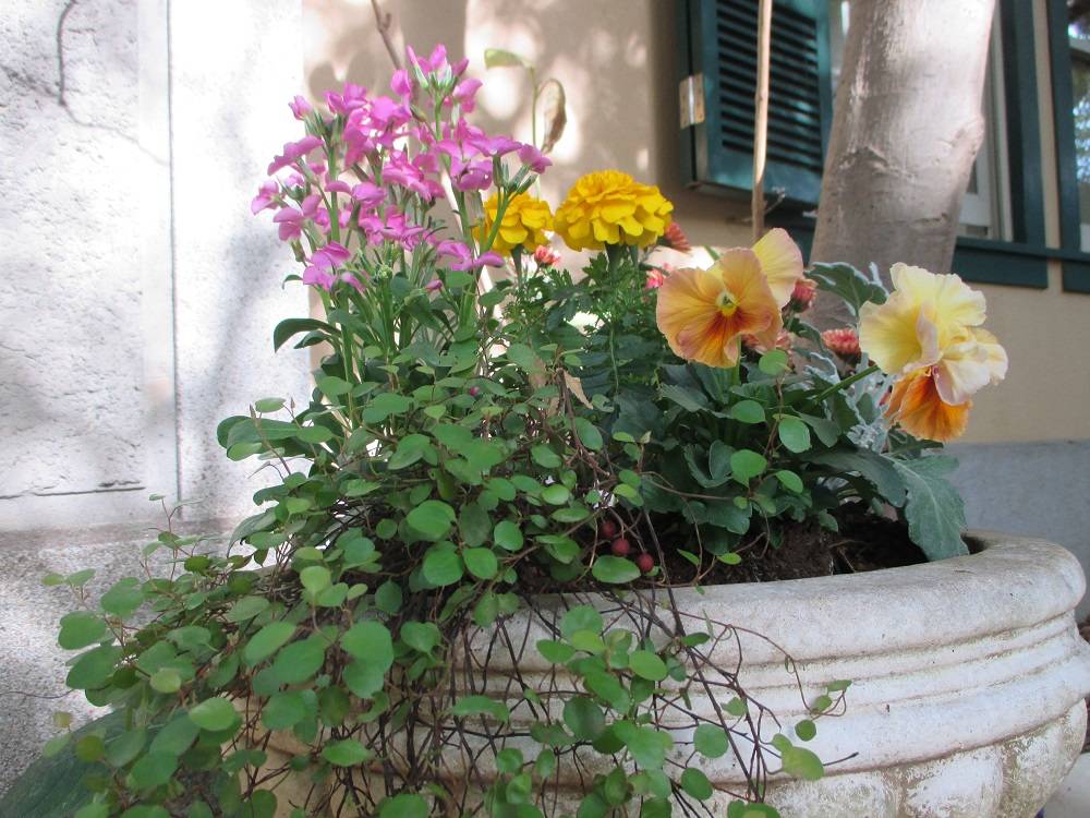 1116 234 ① プランター.jpg