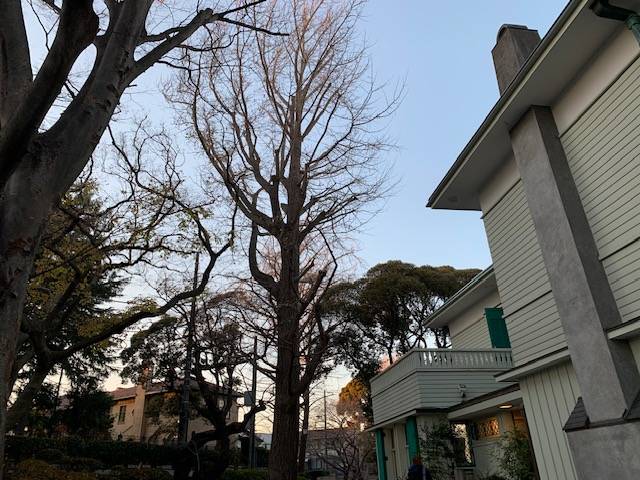 ⑥イチョウ剪定後エリスマン邸玄関前 (1).jpg