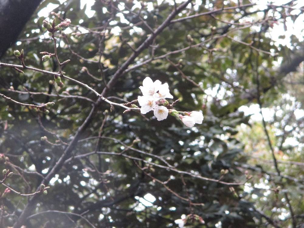 0323.山手234番館.①.桜.jpg