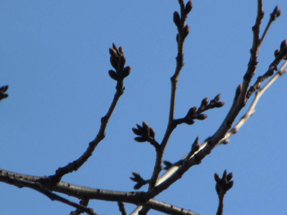 0313 234 ①　桜.jpg