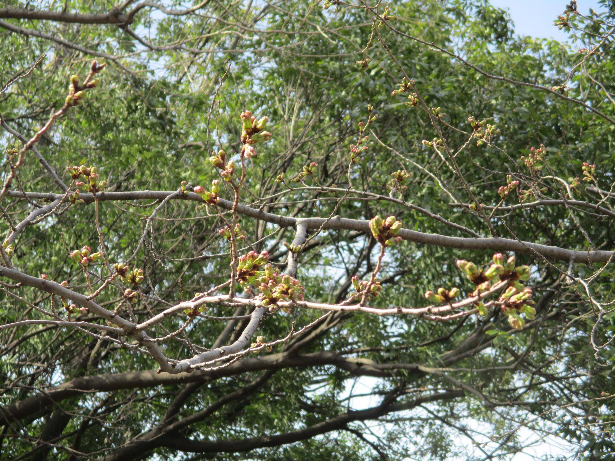 3月30日エリスマン邸桜 ①.JPG