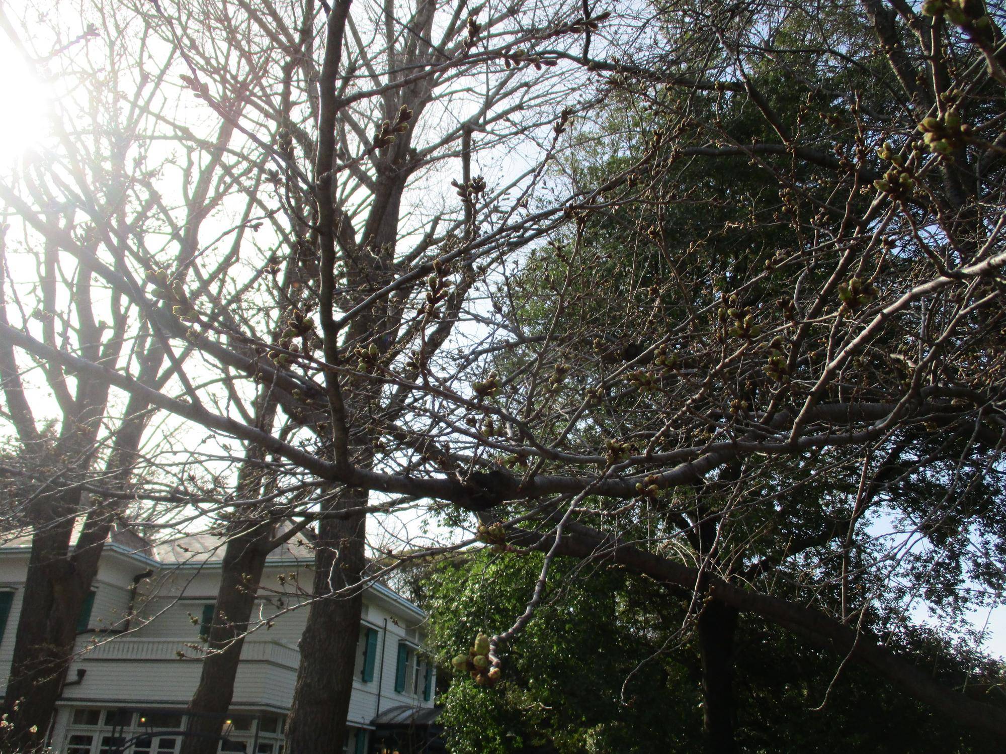 3月30日エリスマン邸桜②.JPG