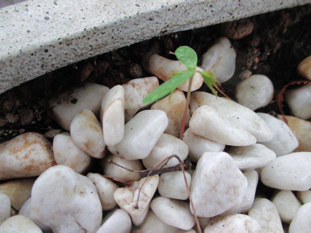 0410 234 ① 一年生芽吹き.jpg