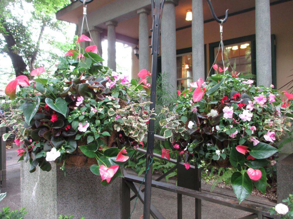 0427 234 ②　ハンギングバスケットの植替え.jpg