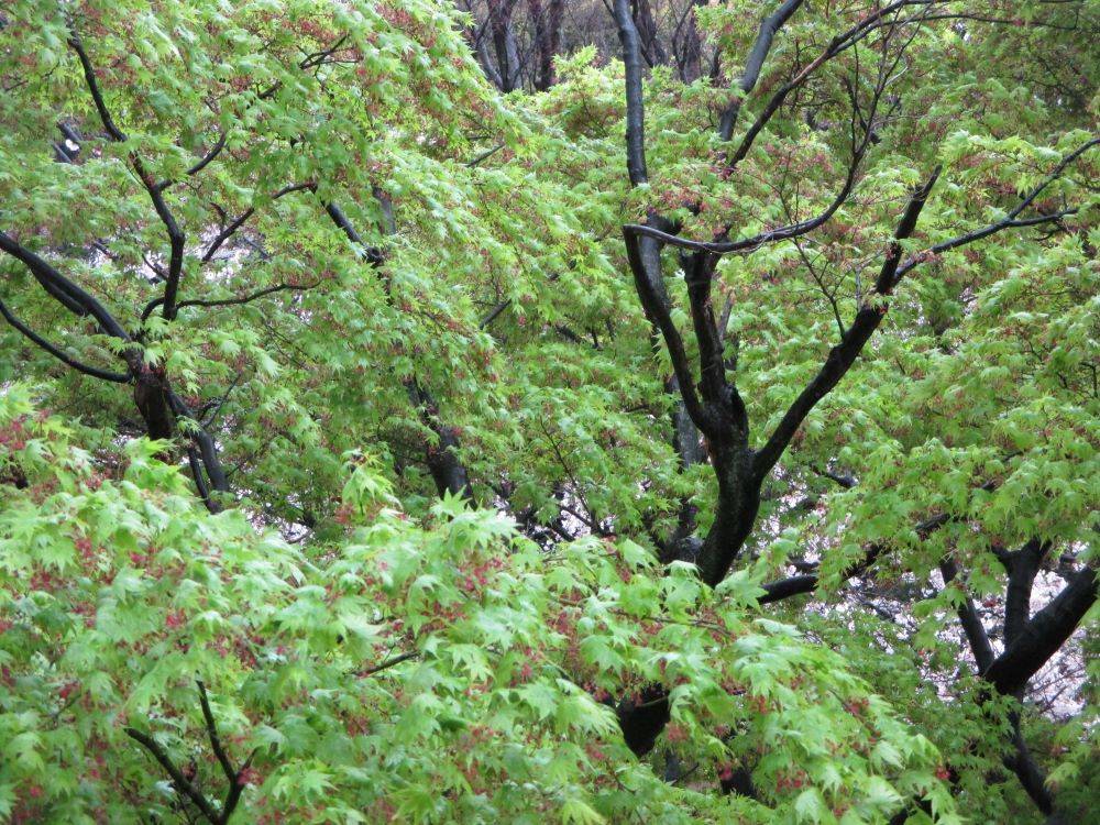 0410 234 ③　モミジ.jpg