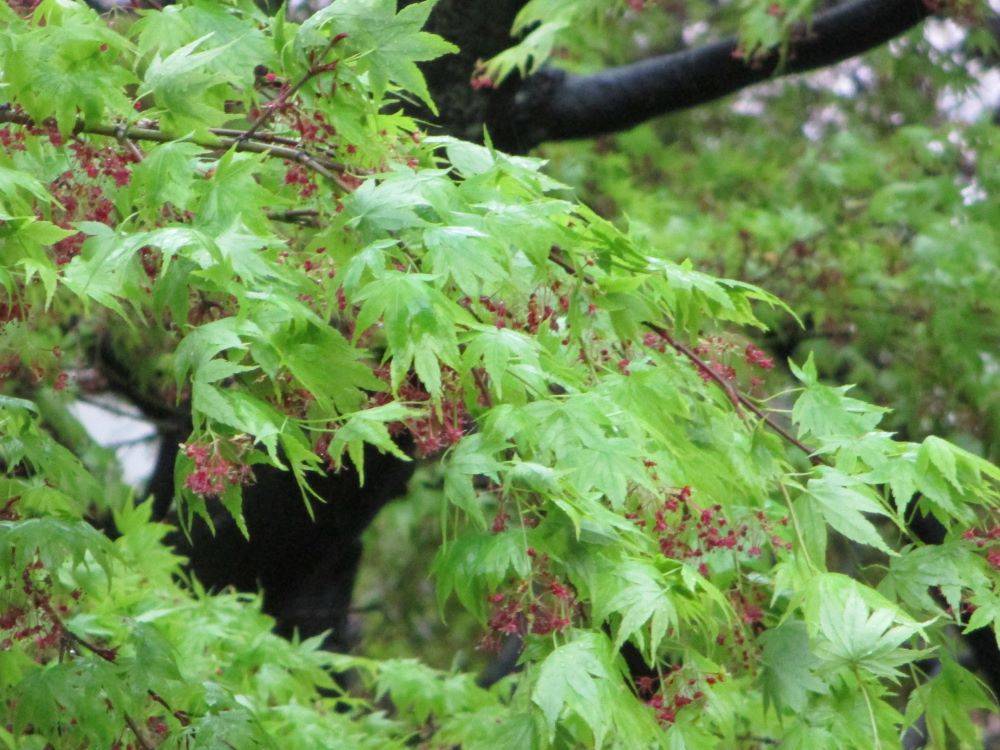 0410 234 ④ モミジの花.jpg