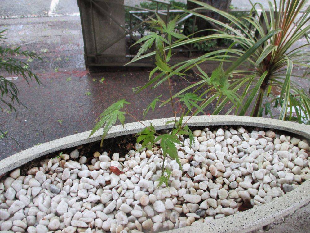 0410 234 ② モミジ三年生.jpg