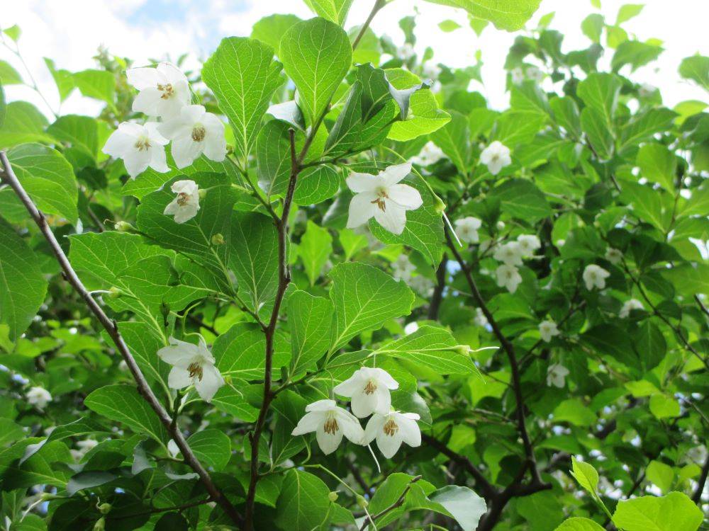 0516 234 ④ 234番館裏庭の花.jpg