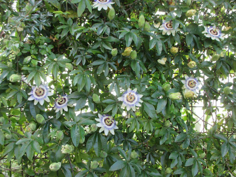 0516 234 ⑥ 234番館裏庭の花.jpg