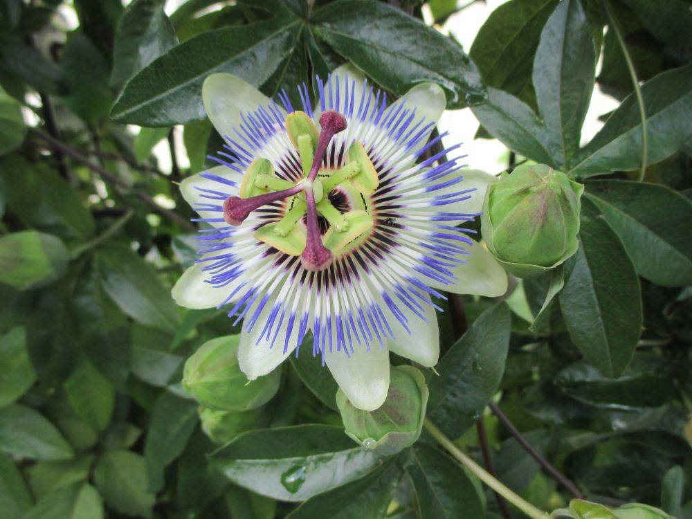 0516 234 ⑤ 234番館裏庭の花.jpg