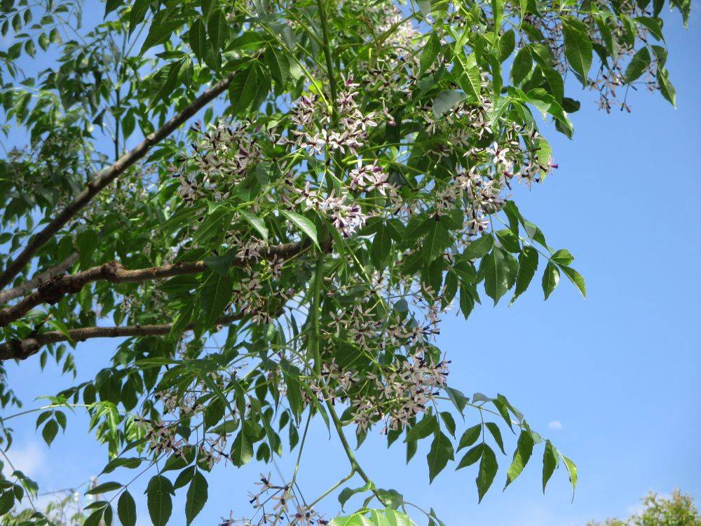 0516 234 ② 234番館裏庭の花.jpg