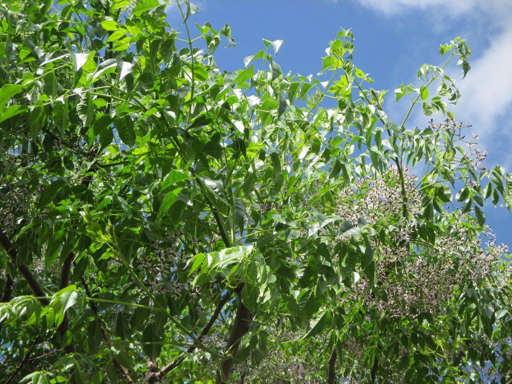 0516 234 ①　234番館裏庭の花.jpg