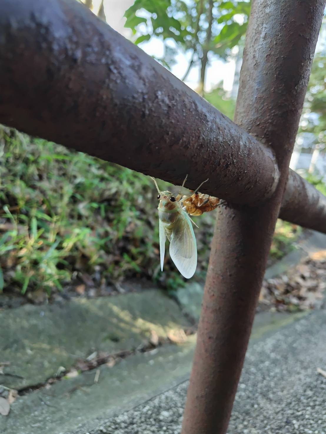 0731蝉の羽化 .JPG