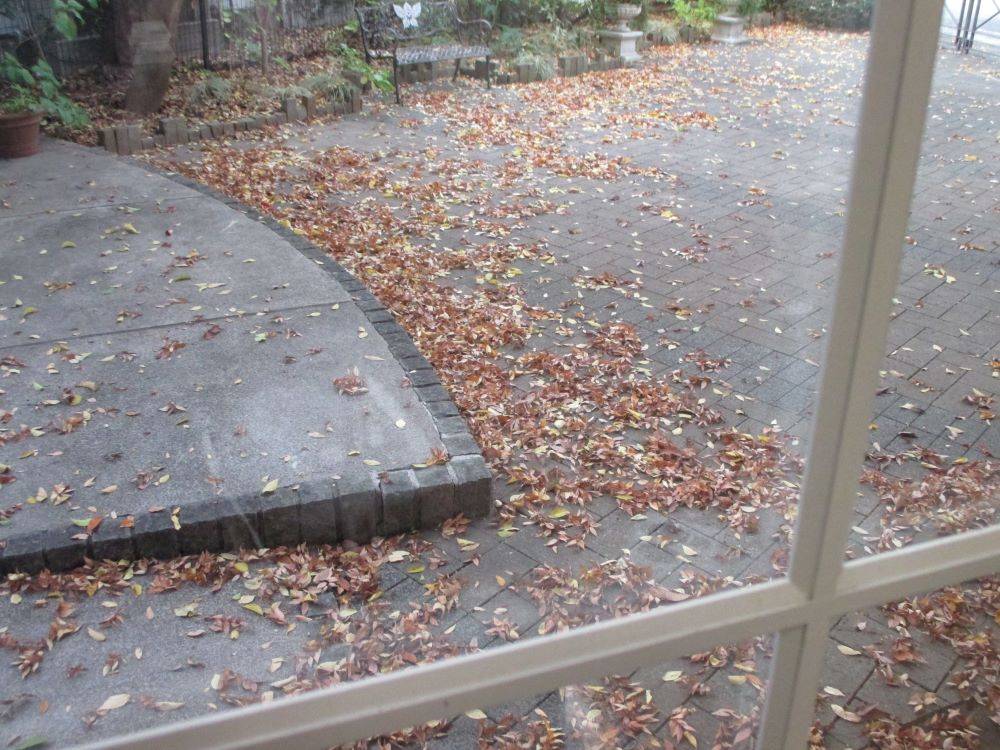 朝の234の庭の落ち葉.JPG