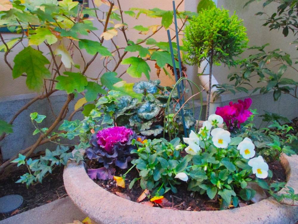 1130 234 ④ 鉢植え.JPG