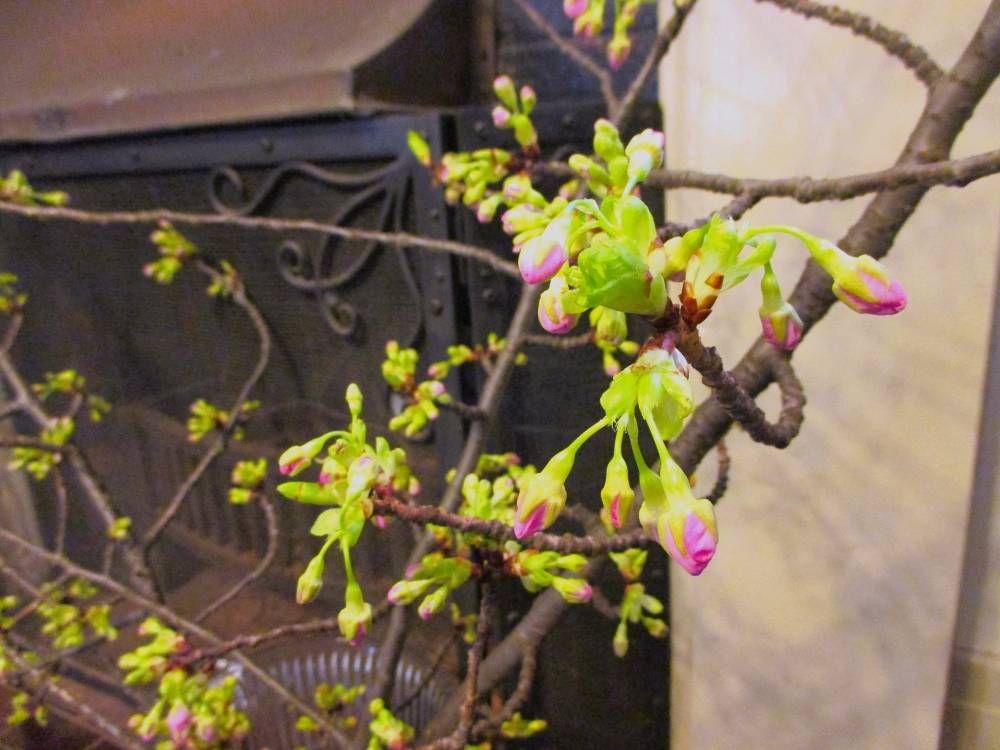 0213 234 ③ 河津桜つぼみ.JPG