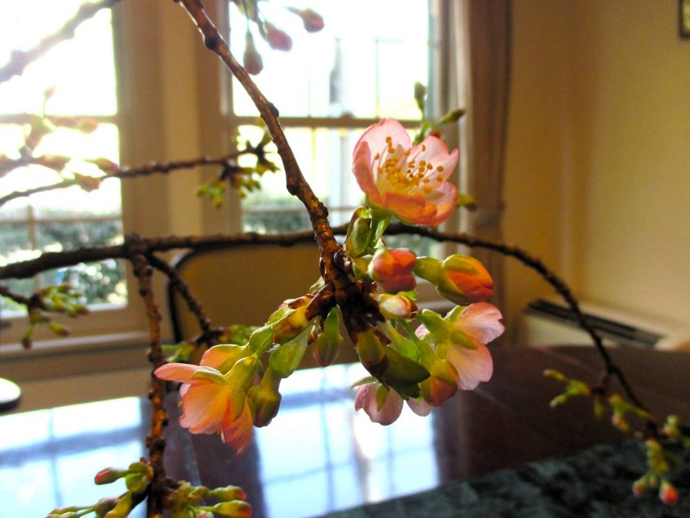 0213 234 ① 河津桜アップ.JPG