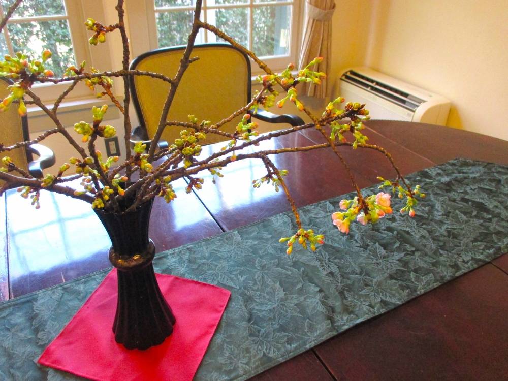 0213 234 ② 河津桜.JPG