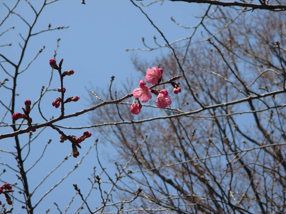 0323 234 元町公園桜①.jpg