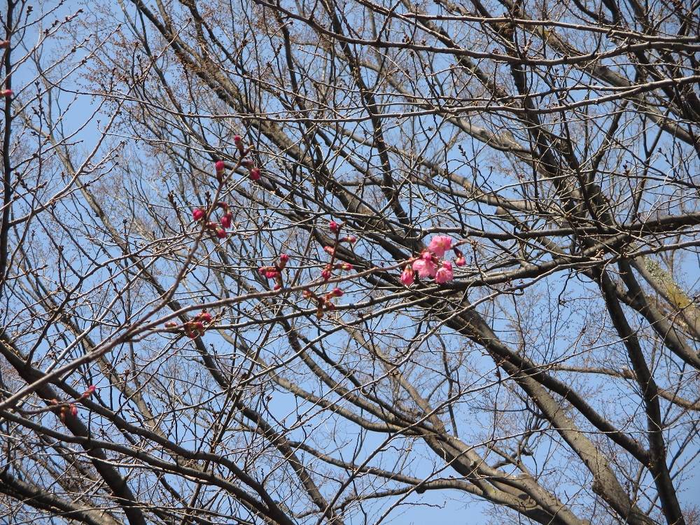 0323 234 元町公園桜_.jpg