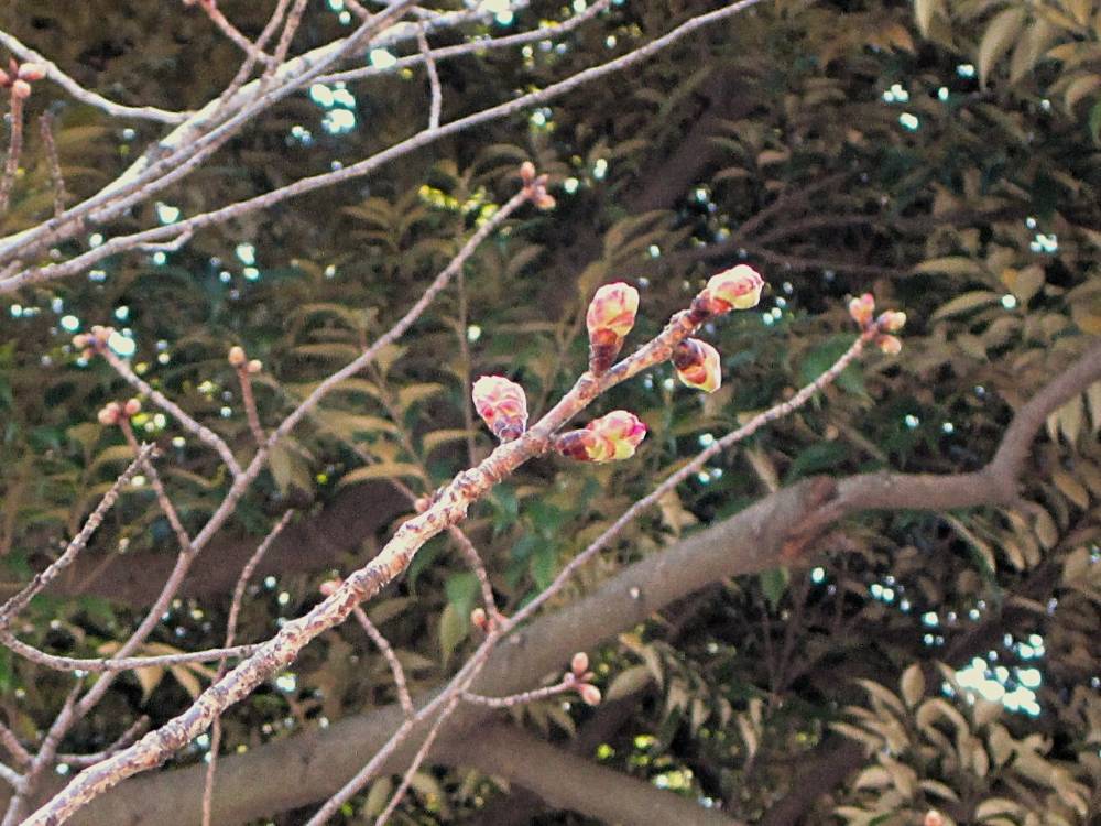 0322 234 ⑤ 2025.3.22 ヒザクラ1.JPG