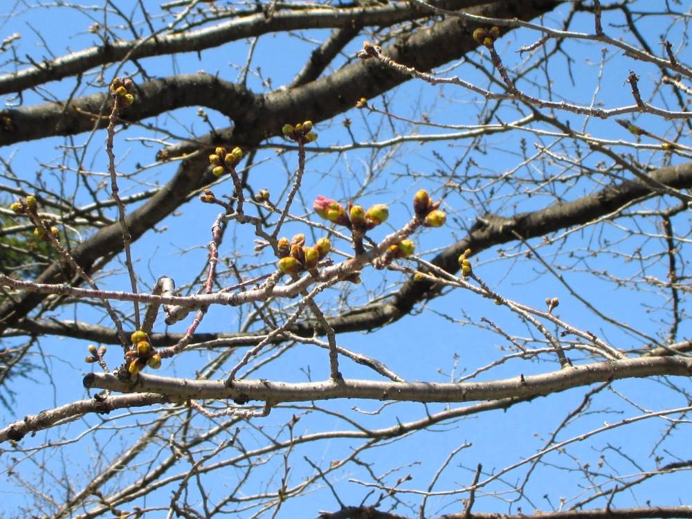 0322 234 ② 2025.3.22 桜1.JPG