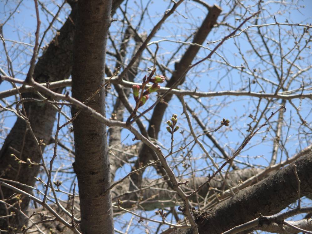 0322 234 ④ 2025.3.22 桜3.JPG