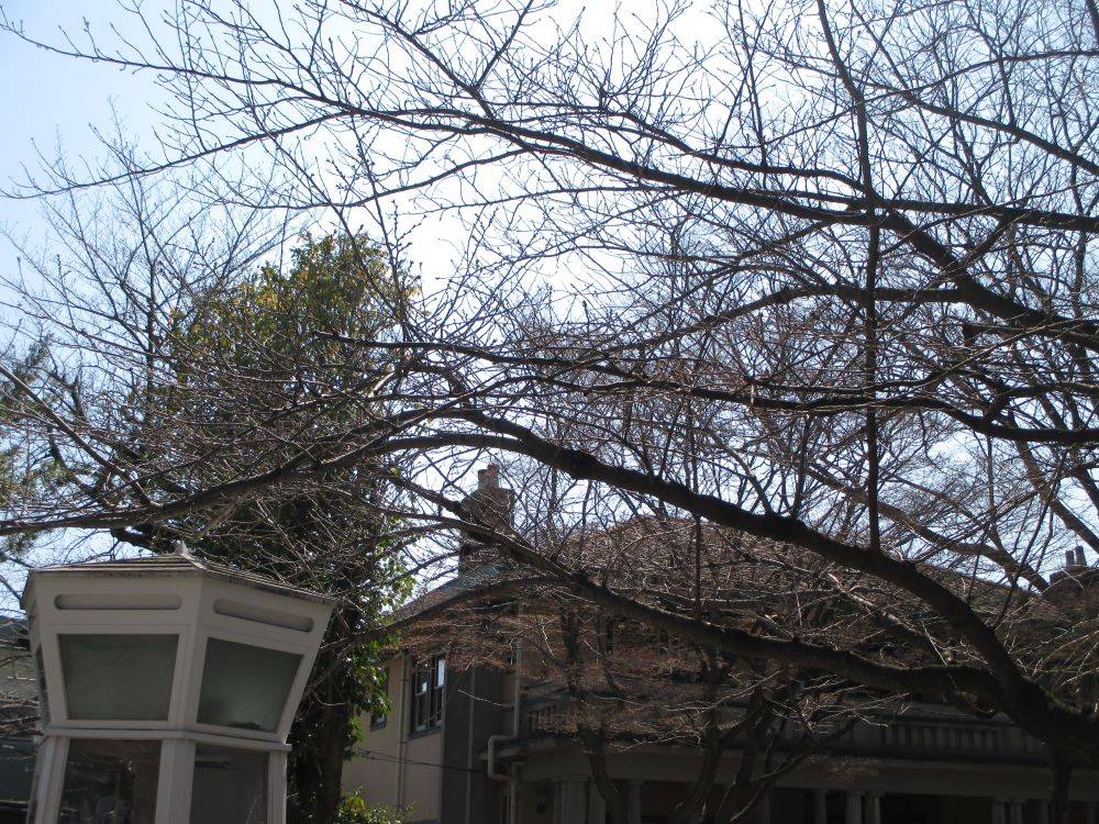 0321桜開花状況 1.JPG