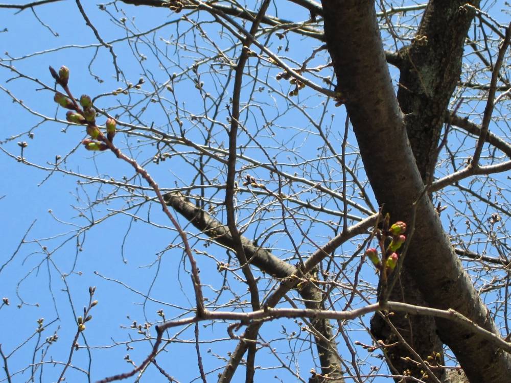 0322 234 ③ 2025.3.22 桜2.JPG