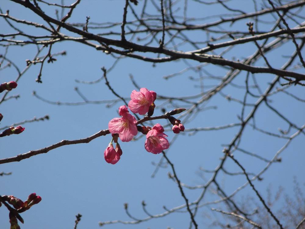 0323 234 元町公園桜②.jpg