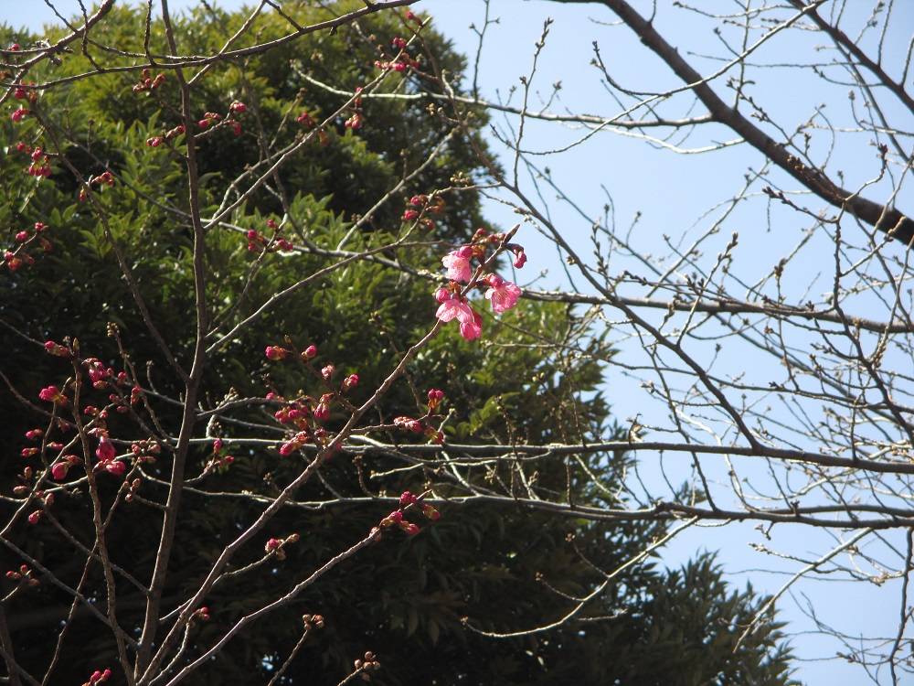 0323元町公園桜_.jpg