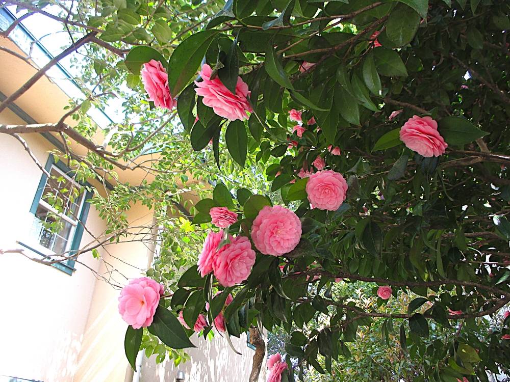 0404 234 ① オトメツバキ_.JPG