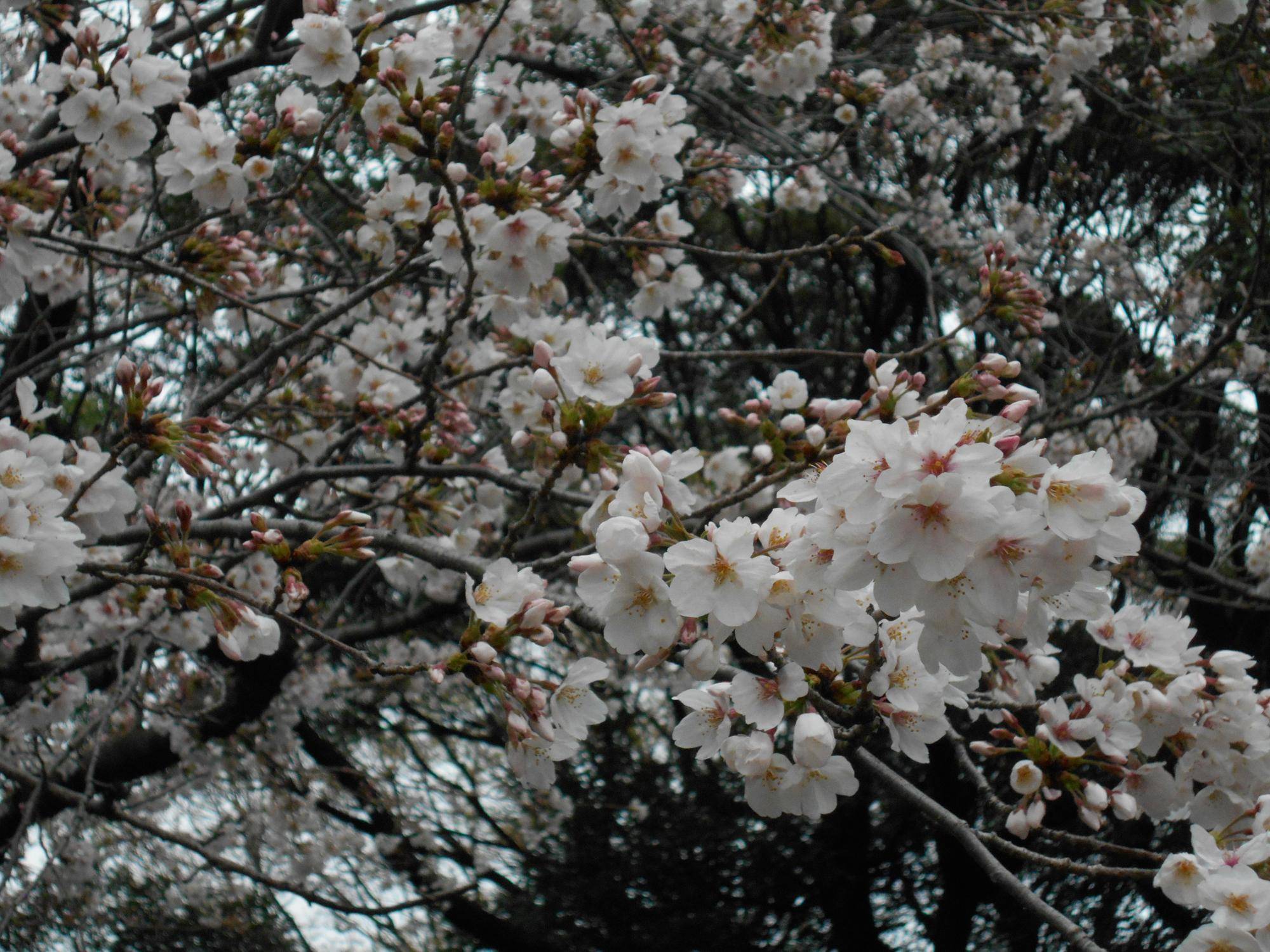 0402 桜開花情報　  (2).JPG