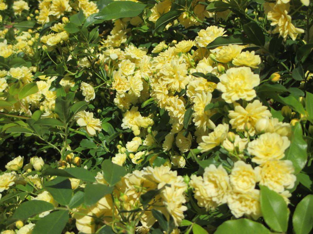 0416 モッコウバラ 3.JPG