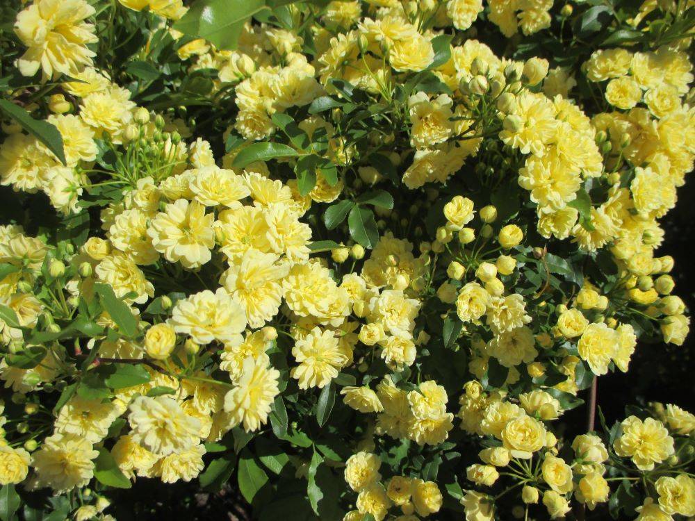 0416 モッコウバラ 2.JPG